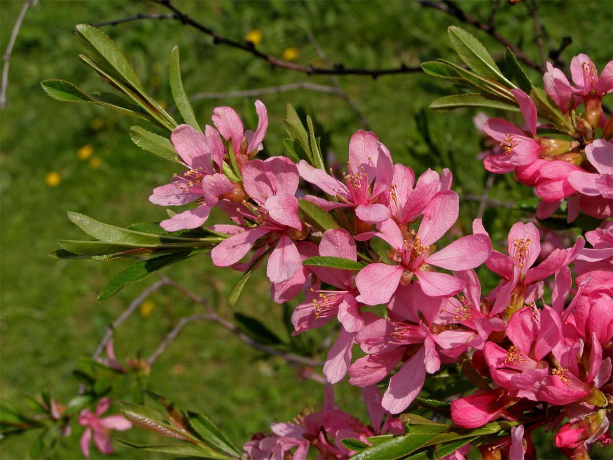 Mandloň nízká (Prunus tenella Batsch)