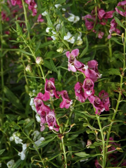 Angelonia salicariifolia Humb. & Bonpl.