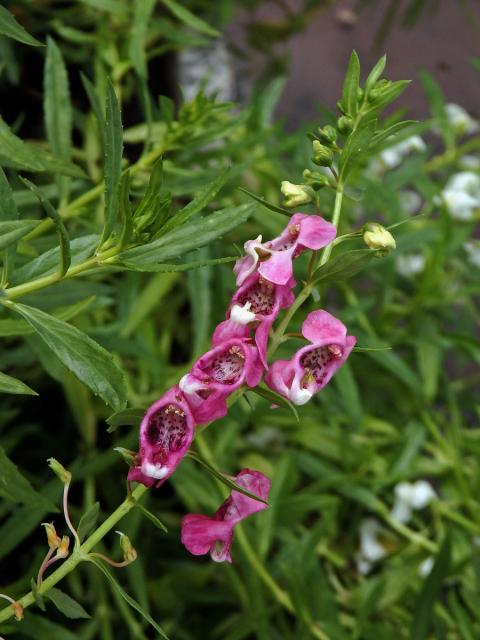 Angelonia salicariifolia Humb. & Bonpl.