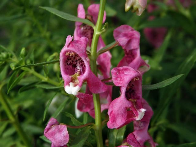 Angelonia salicariifolia Humb. & Bonpl.