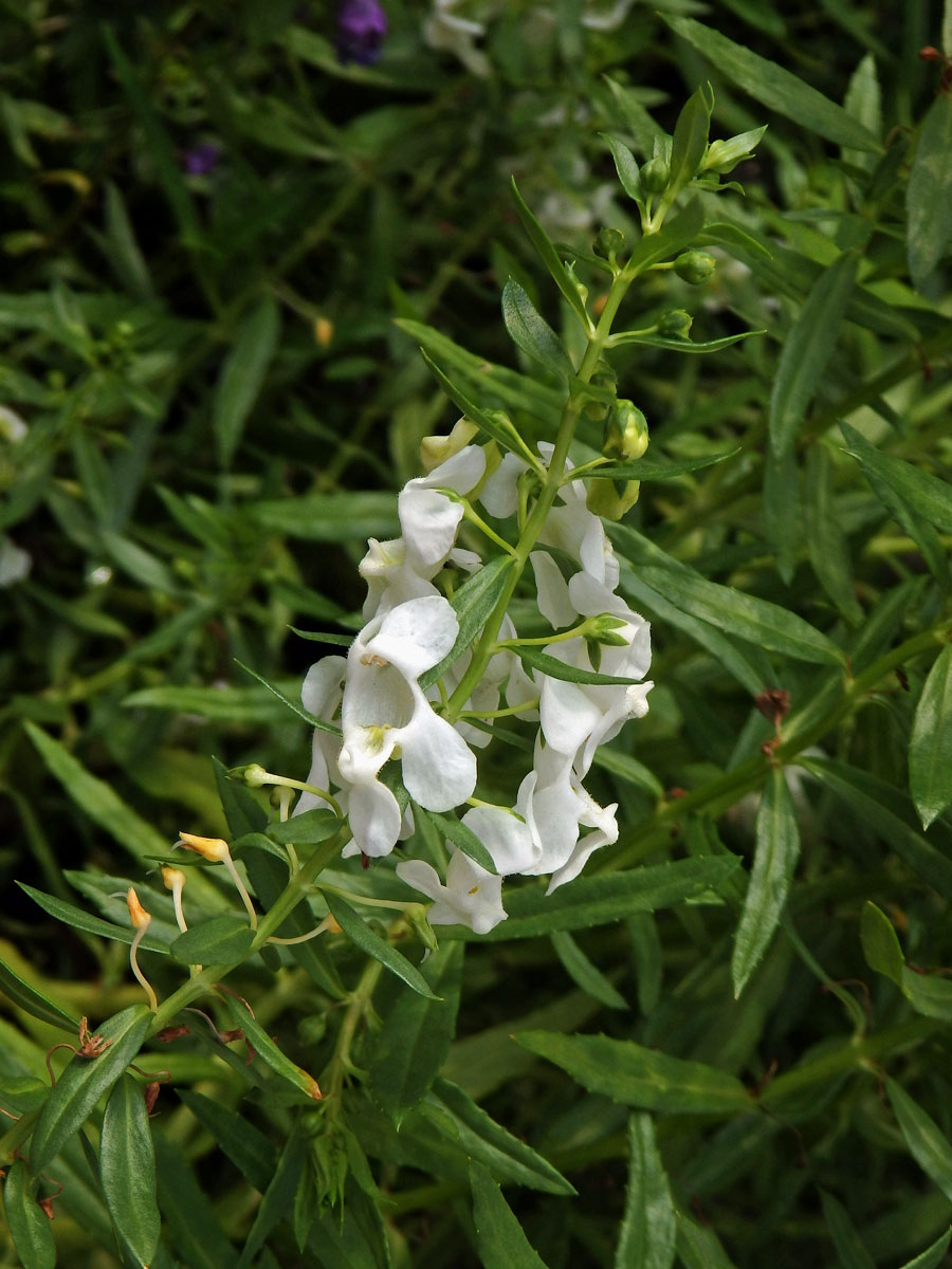 Angelonia salicariifolia Humb. & Bonpl.