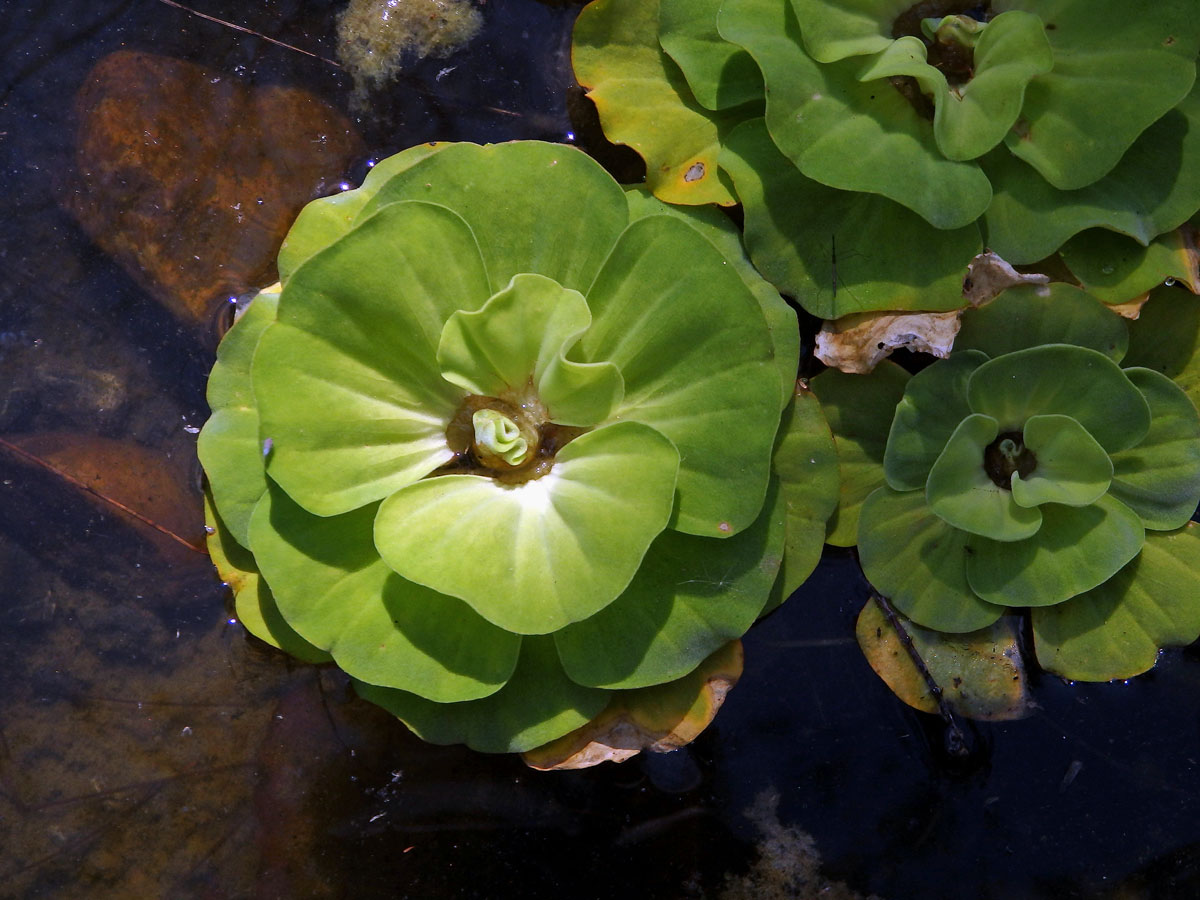 Babelka řezanovitá (Pistia stratioides L.)