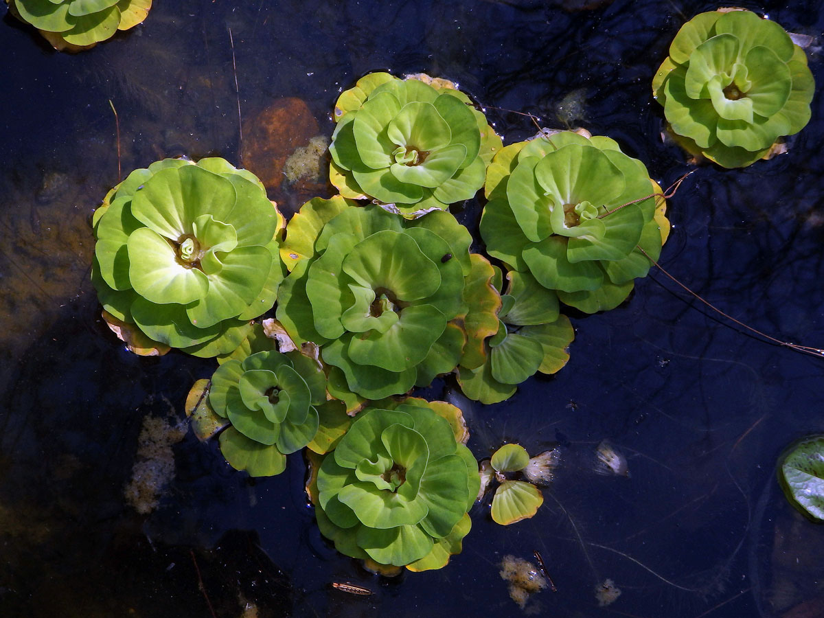 Babelka řezanovitá (Pistia stratioides L.)