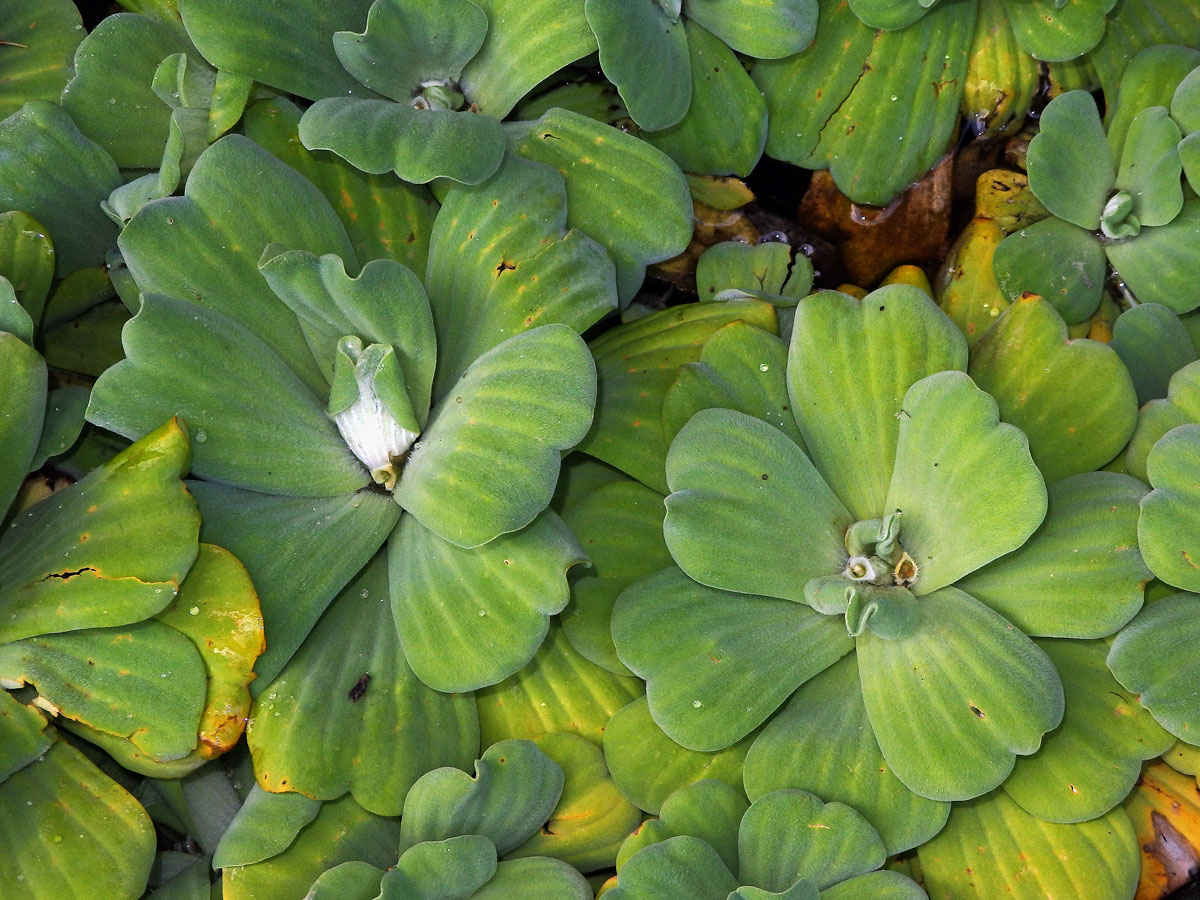 Babelka řezanovitá (Pistia stratioides L.)