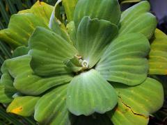 Babelka řezanovitá (Pistia stratioides L.)