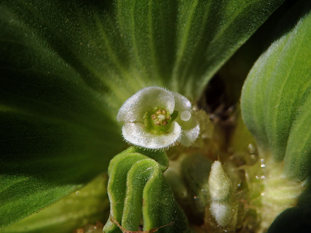 Babelka řezanovitá (Pistia stratioides L.)