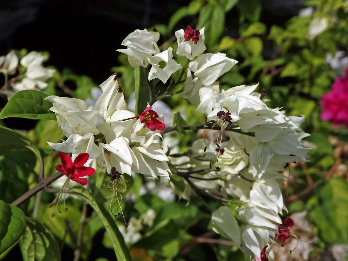 Blahokeř Thomsonové (Clerodendrum thomsoniae Balf.)