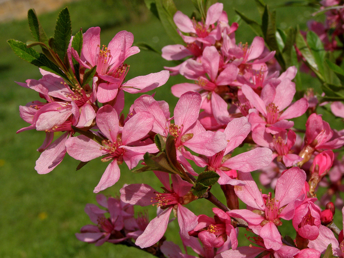 Mandloň nízká (Prunus tenella Batsch)