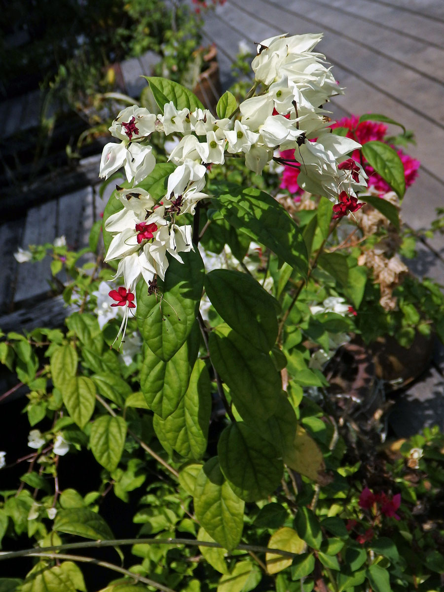 Blahokeř Thomsonové (Clerodendrum thomsoniae Balf.)