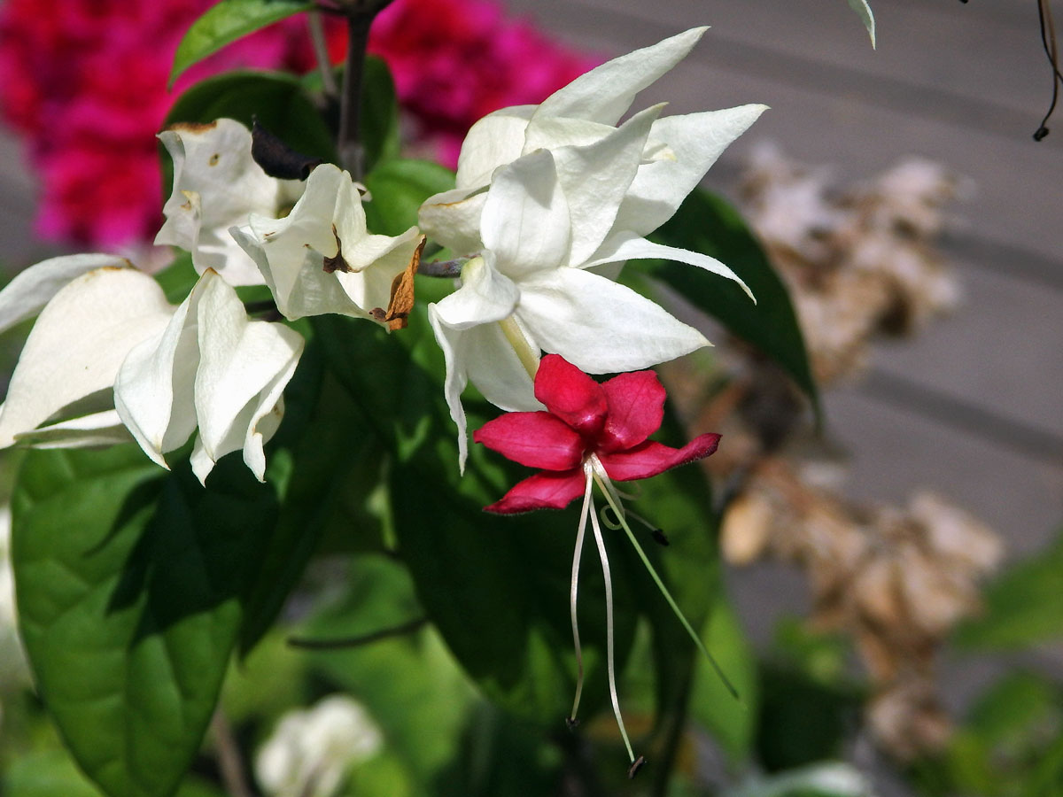 Blahokeř Thomsonové (Clerodendrum thomsoniae Balf.)