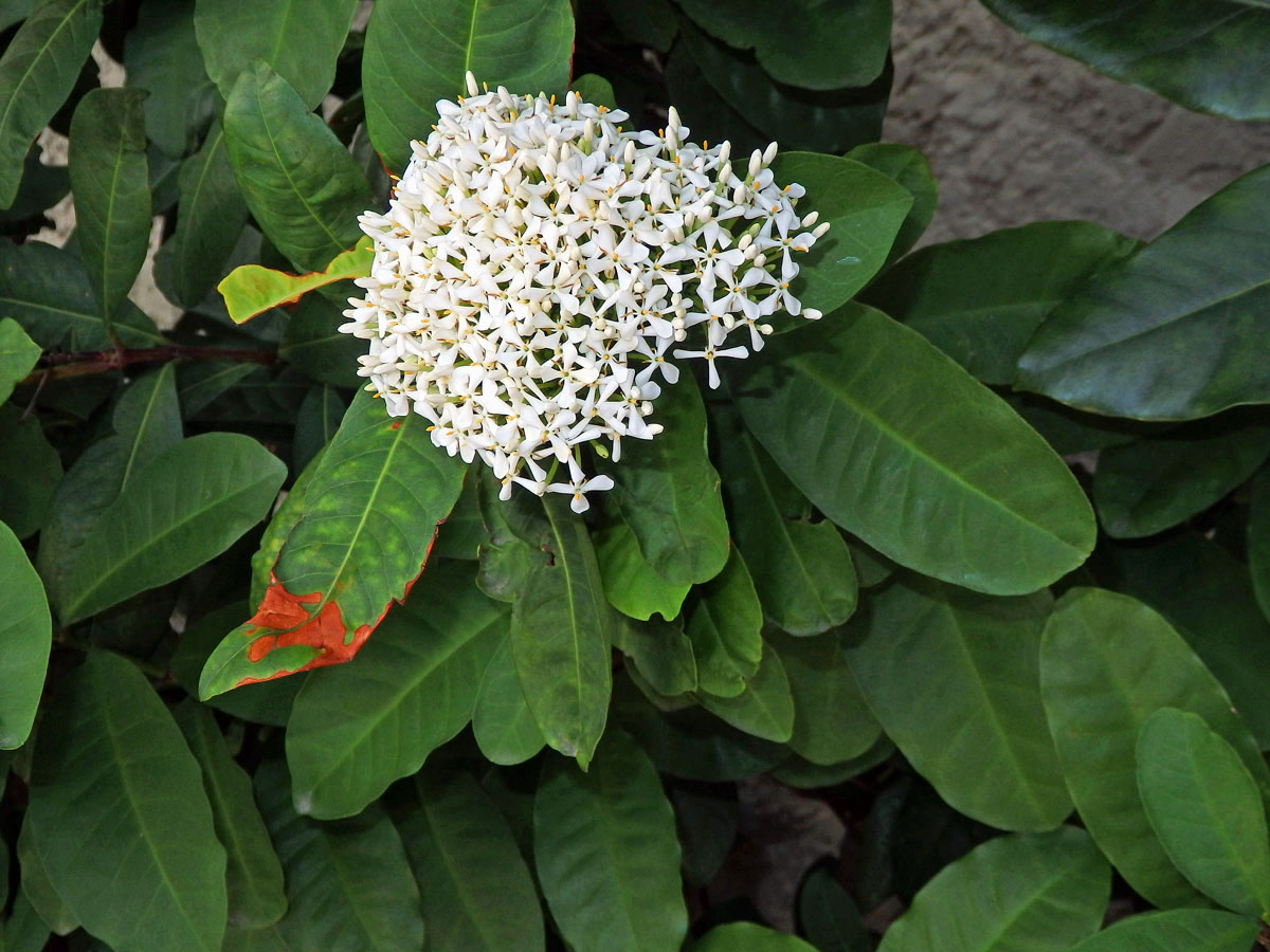 Ixora (Ixora finlaysoniana Wall. ex G. Don)