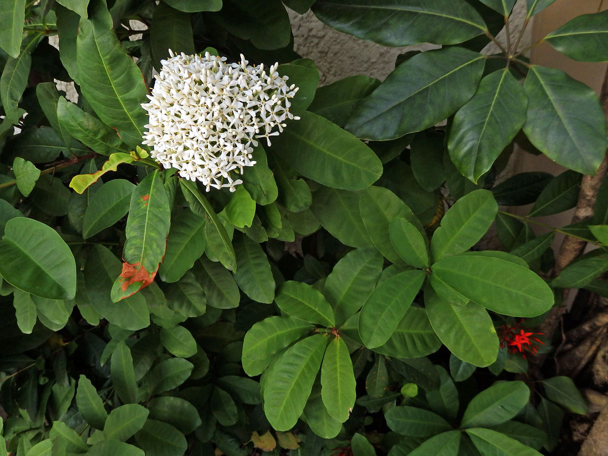 Ixora (Ixora finlaysoniana Wall. ex G. Don)