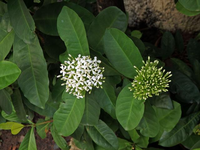 Ixora (Ixora finlaysoniana Wall. ex G. Don)