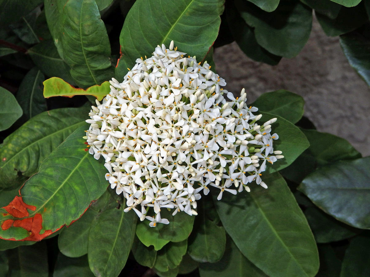 Ixora (Ixora finlaysoniana Wall. ex G. Don)