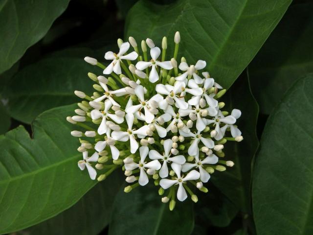 Ixora (Ixora finlaysoniana Wall. ex G. Don)