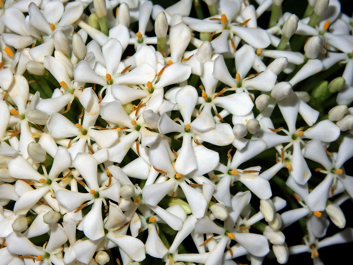 Ixora (Ixora finlaysoniana Wall. ex G. Don)