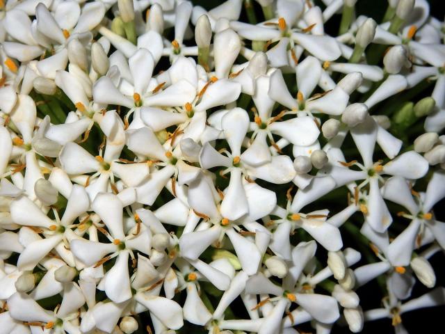 Ixora (Ixora finlaysoniana Wall. ex G. Don)