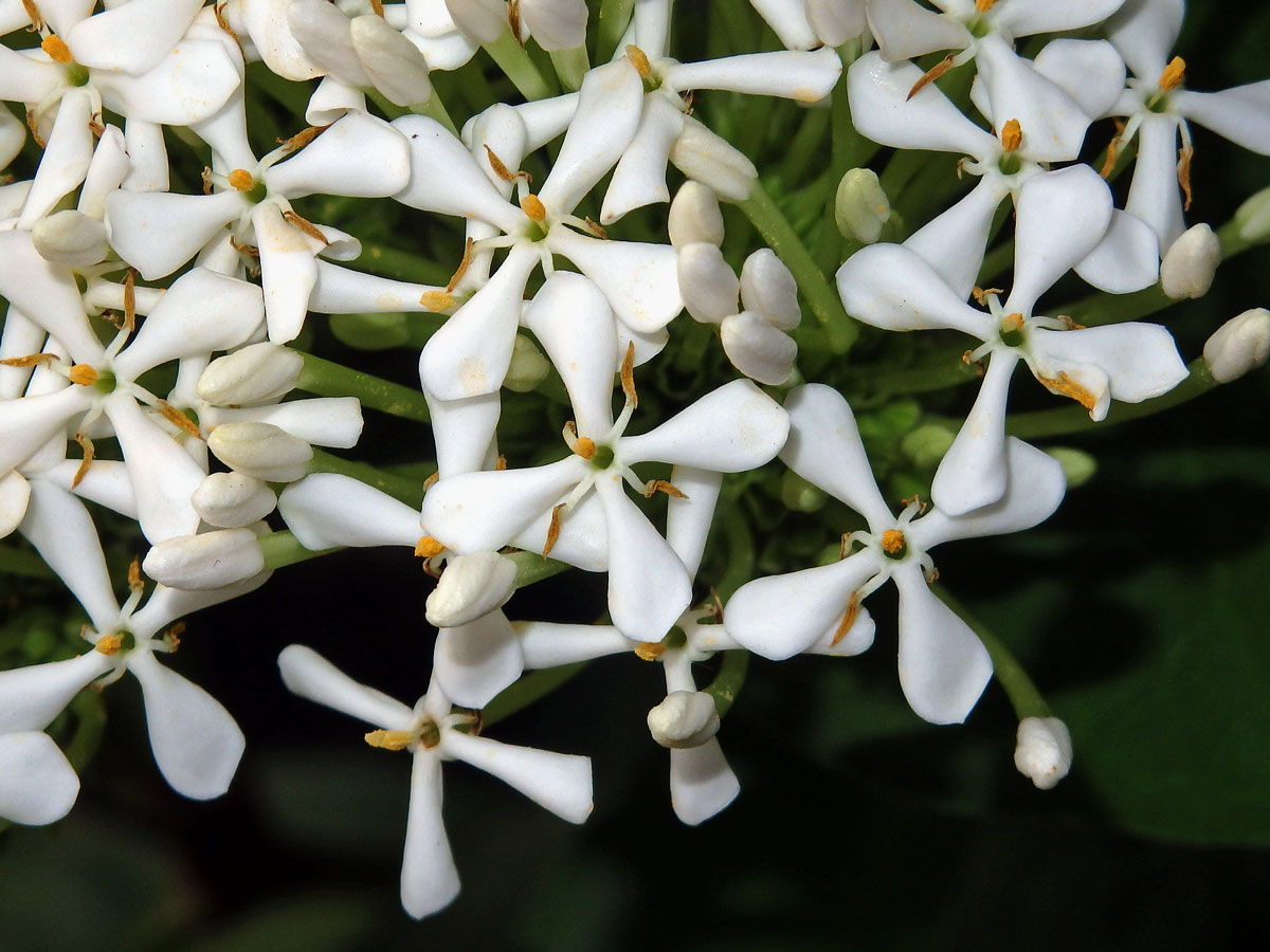 Ixora (Ixora finlaysoniana Wall. ex G. Don)