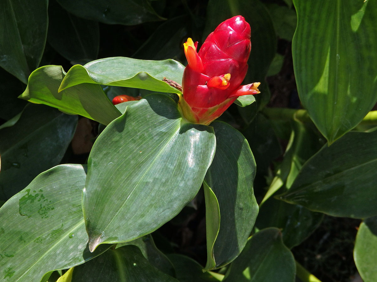 Kostus (Costus woodsonii Maas)