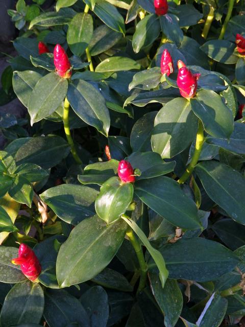 Kostus (Costus woodsonii Maas)