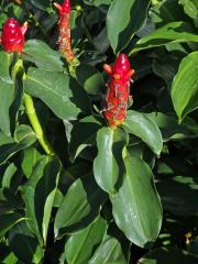 Kostus (Costus woodsonii Maas)