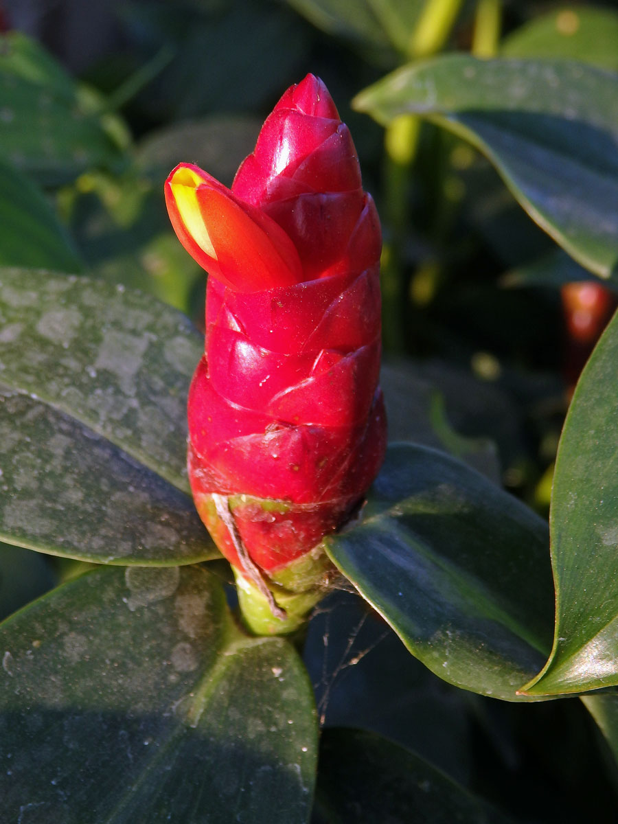 Kostus (Costus woodsonii Maas)