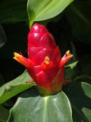 Kostus (Costus woodsonii Maas)