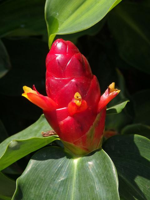 Kostus (Costus woodsonii Maas)