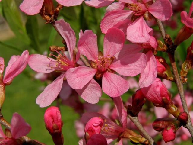 Mandloň nízká (Prunus tenella Batsch)