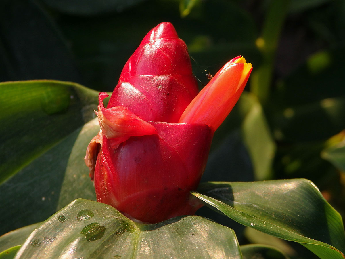 Kostus (Costus woodsonii Maas)