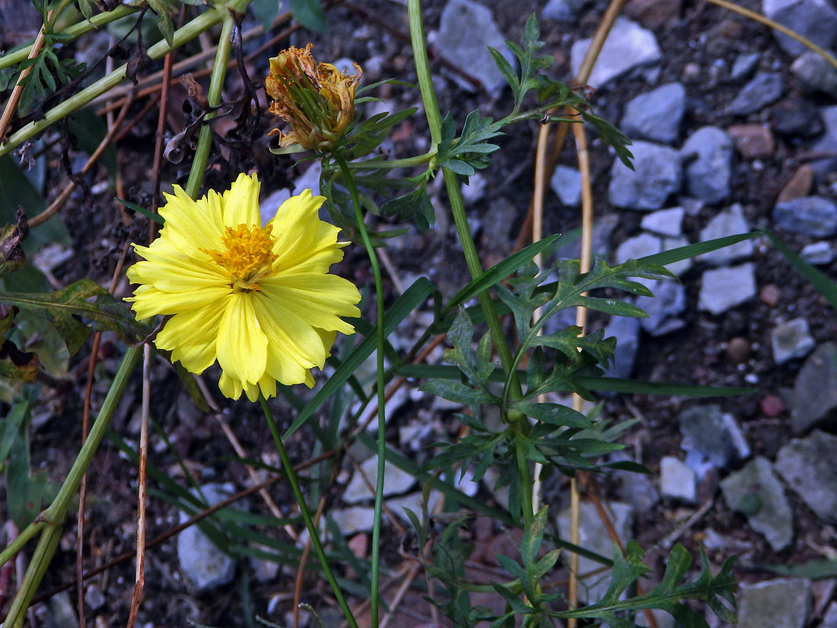 Krásenka sírožlutá (Cosmos sulphureus Cav.)