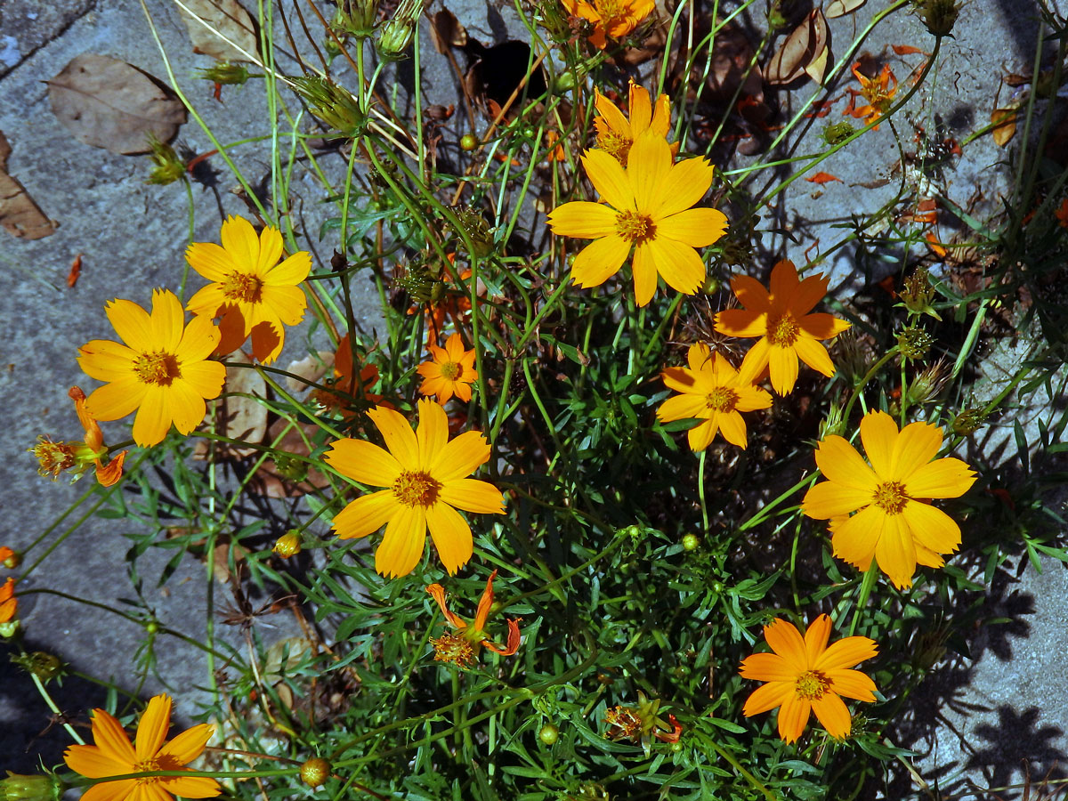 Krásenka sírožlutá (Cosmos sulphureus Cav.)