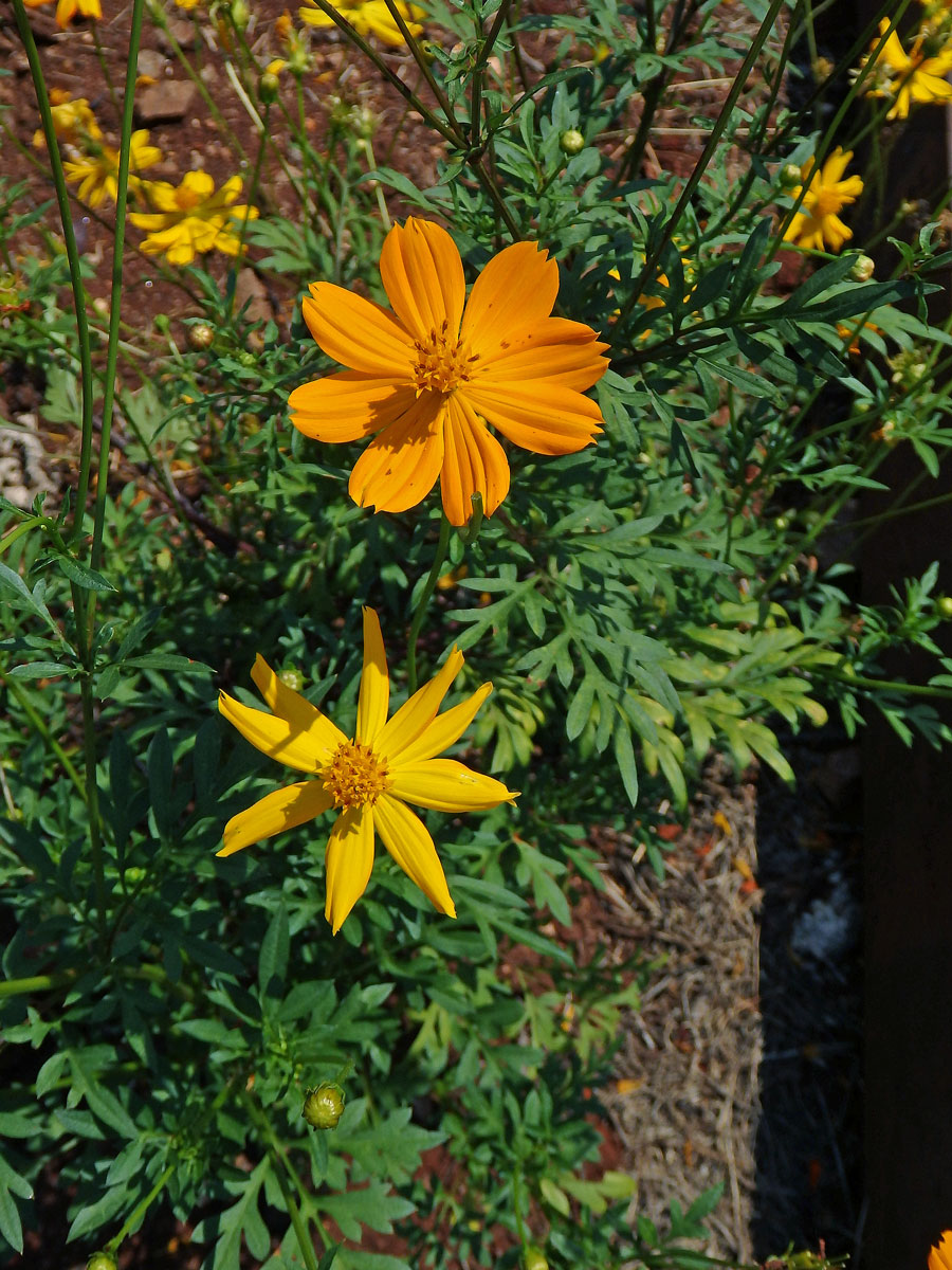 Krásenka sírožlutá (Cosmos sulphureus Cav.)