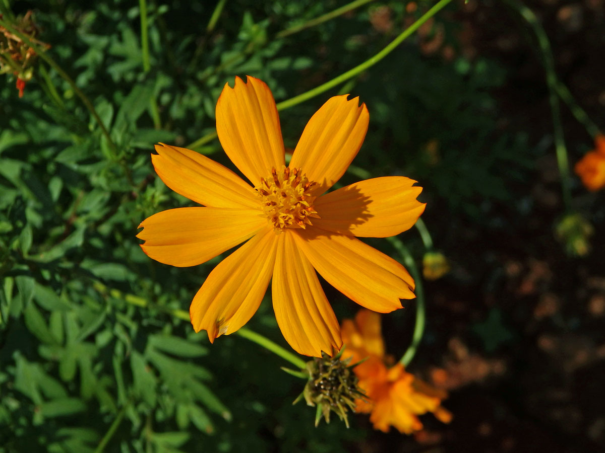 Krásenka sírožlutá (Cosmos sulphureus Cav.)