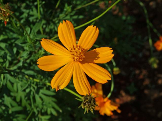 Krásenka sírožlutá (Cosmos sulphureus Cav.)