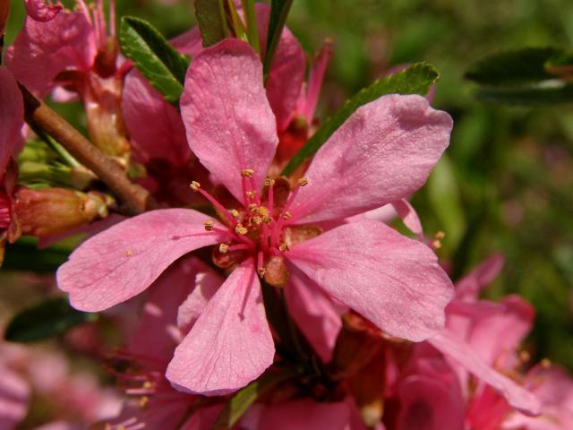 Mandloň nízká (Prunus tenella Batsch)