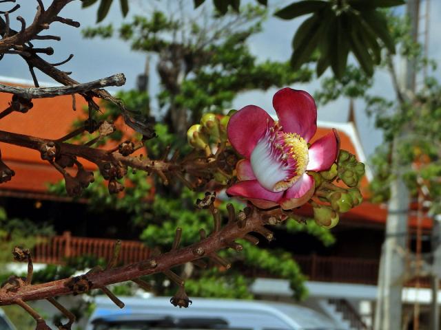 Lončatník guyanský (Couroupita guianensis Aubl.)