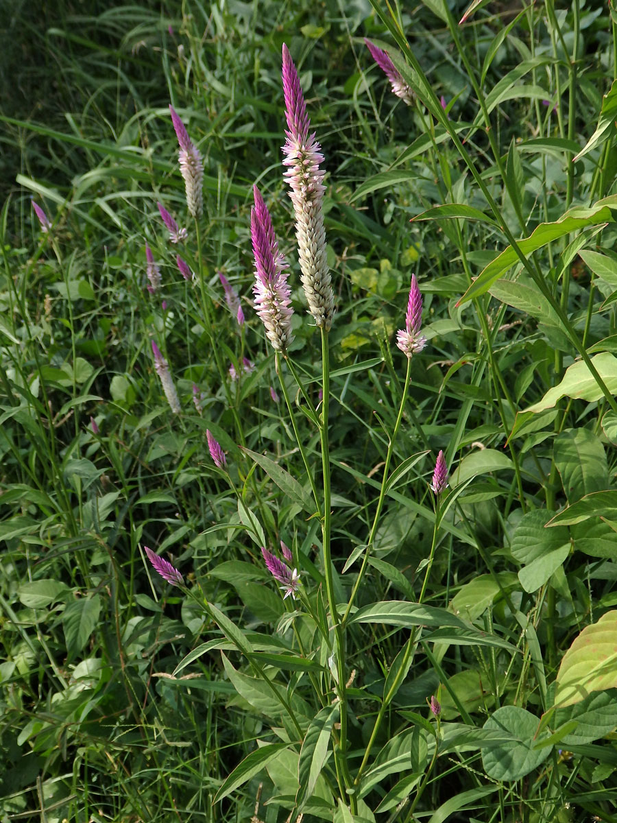 Nevadlec hřebenitý (Celosia argentea L.)