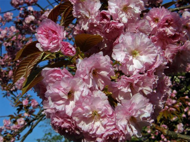 Sakura ozdobná (Prunus serrulata Lindl)