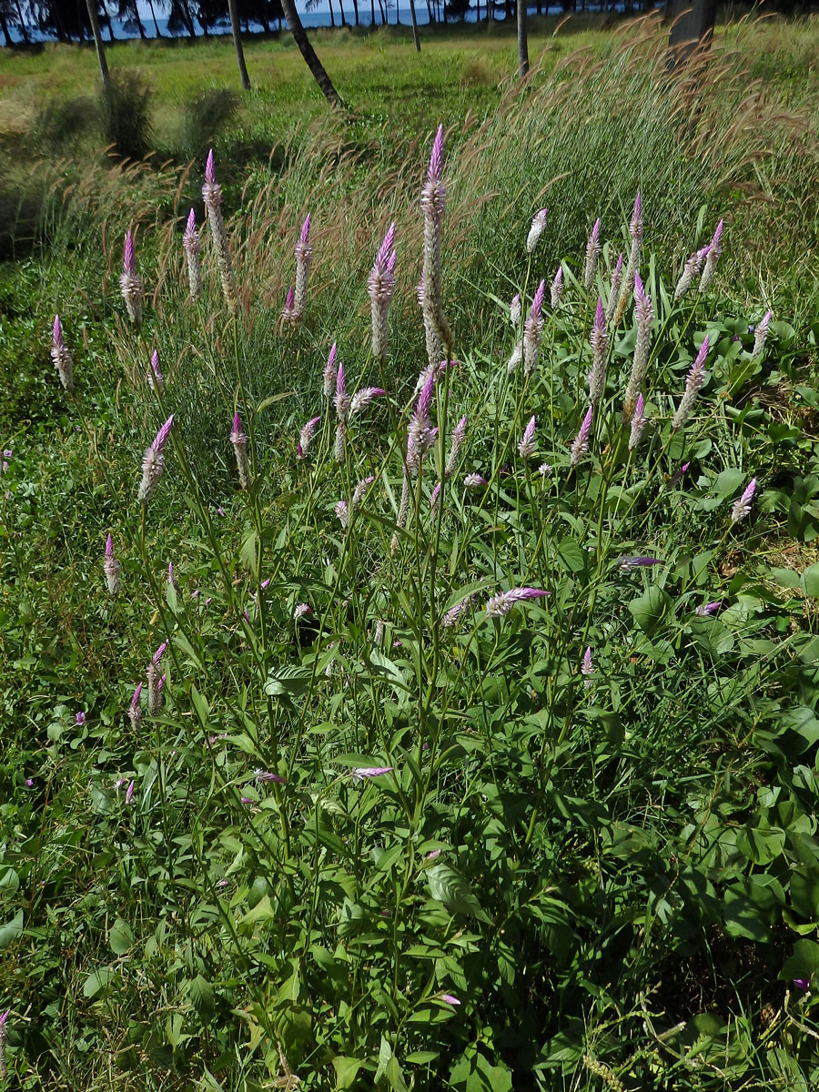 Nevadlec hřebenitý (Celosia argentea L.)