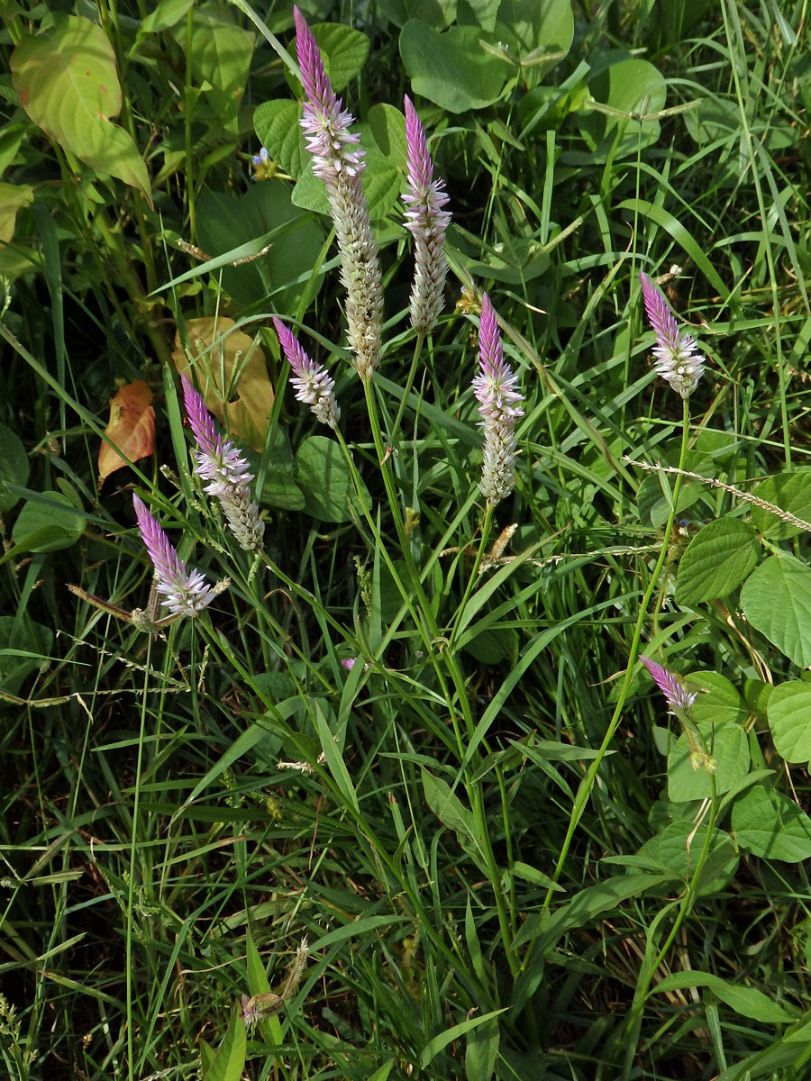 Nevadlec hřebenitý (Celosia argentea L.)