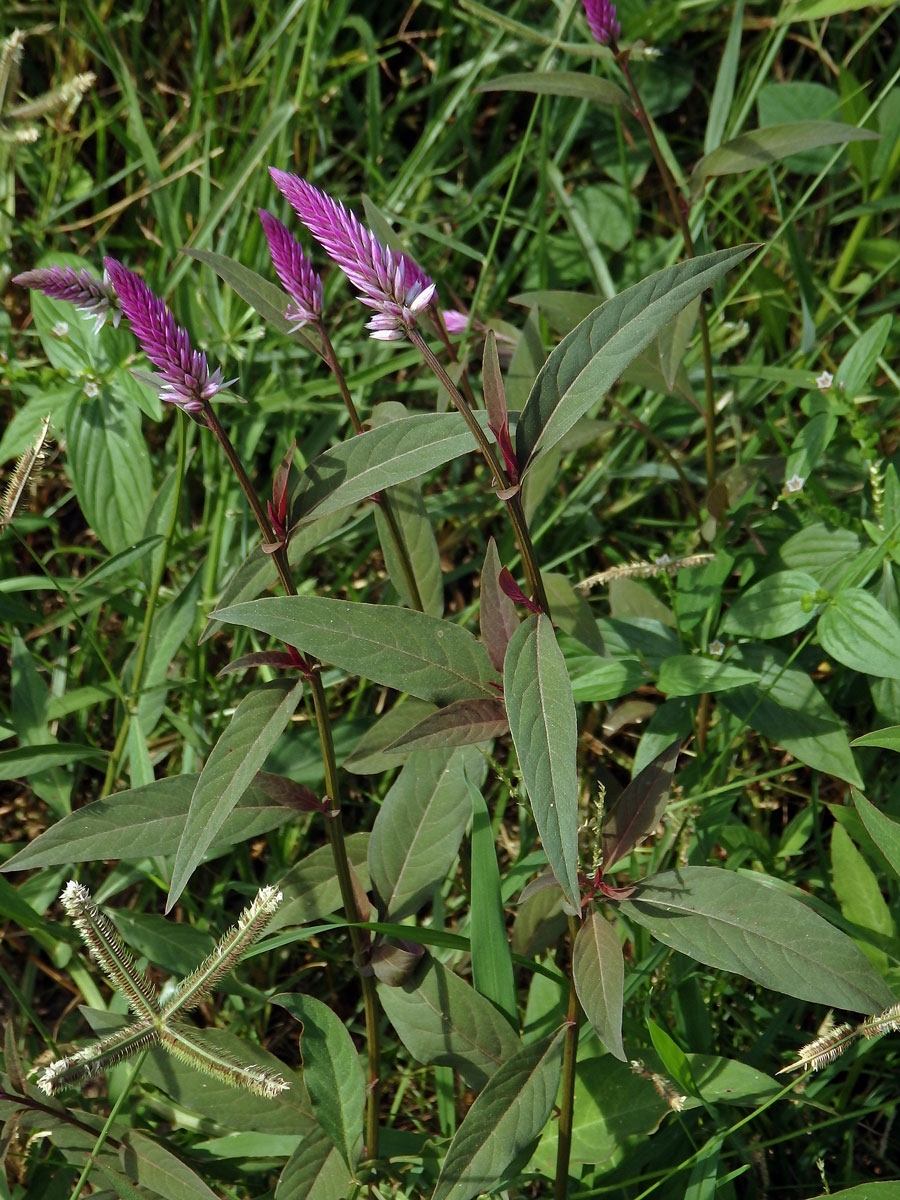 Nevadlec hřebenitý (Celosia argentea L.)