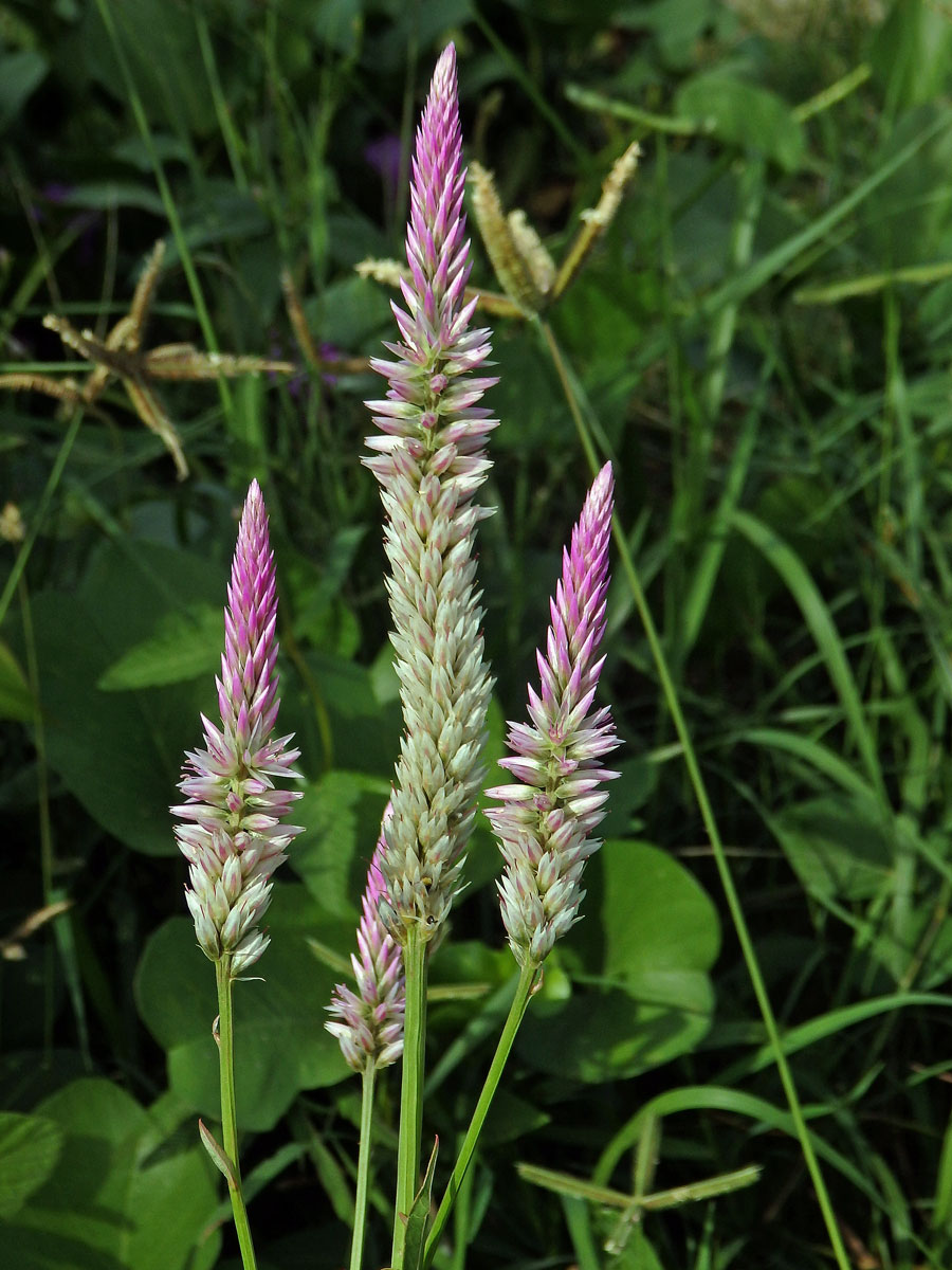 Nevadlec hřebenitý (Celosia argentea L.)