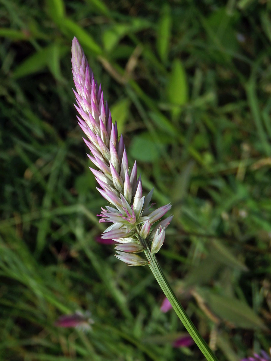 Nevadlec hřebenitý (Celosia argentea L.)