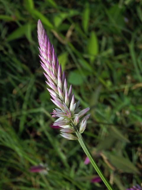 Nevadlec hřebenitý (Celosia argentea L.)