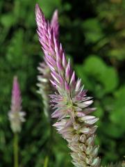 Nevadlec hřebenitý (Celosia argentea L.)