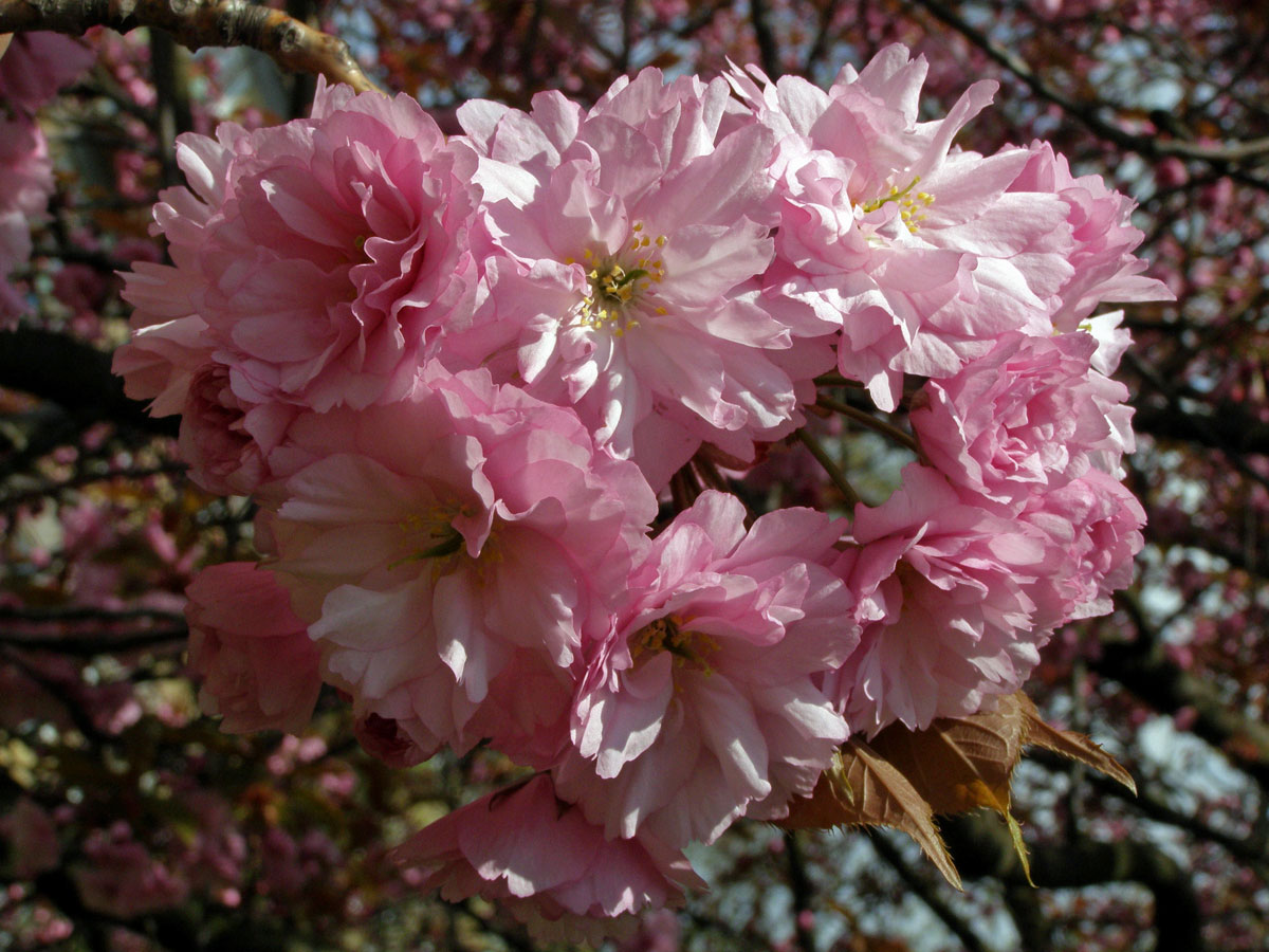 Sakura ozdobná (Prunus serrulata Lindl)