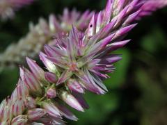 Nevadlec hřebenitý (Celosia argentea L.)