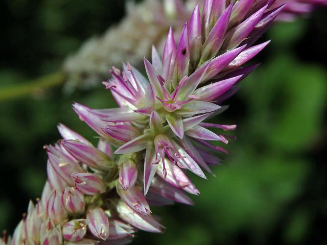 Nevadlec hřebenitý (Celosia argentea L.)