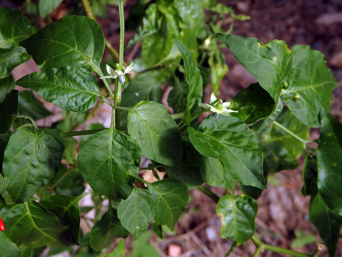 Paprika křovitá (Capsicum frutescens L.)